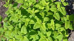 Melissa Essential Oil Recipes - Dreaming Earth Inc