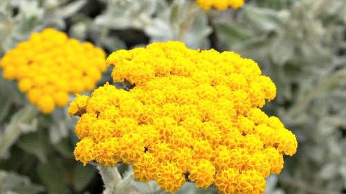 Helichrysum Oil: Uses, Benefits & Shop - Dreaming Earth Inc