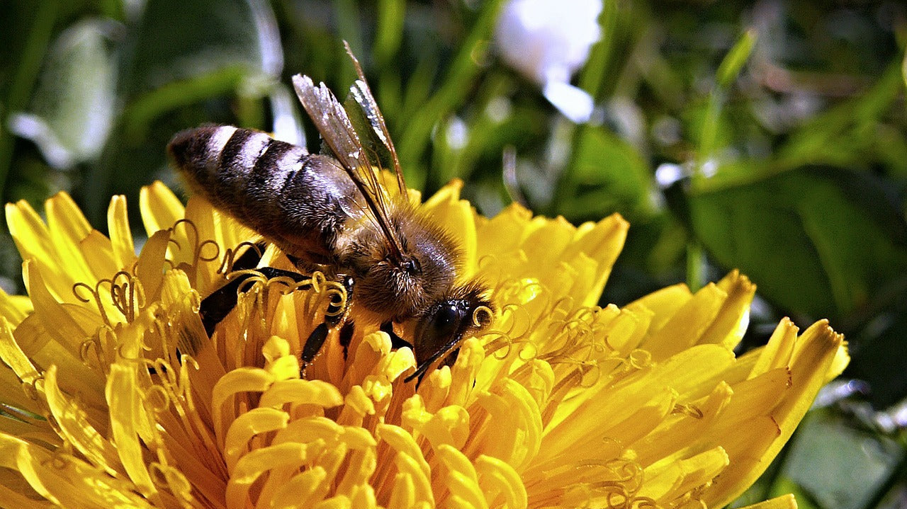 Using Essential Oils for Seasonal Allergies - Dreaming Earth Inc