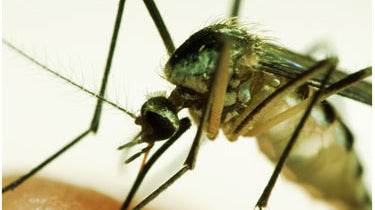 Essential Oils for Bug Bites - Dreaming Earth Inc