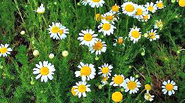 Chamomile Essential Oil - Dreaming Earth Inc