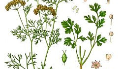 Essential Oil of Coriander - Dreaming Earth Inc