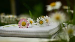 Top Five Aromatherapy Resources - Dreaming Earth Inc