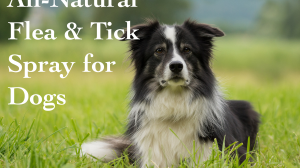 Flea and Tick Repellent Spray for Dogs - Dreaming Earth Inc