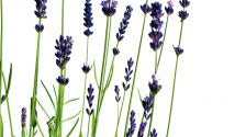 Lavender Essential Oil - Dreaming Earth Inc