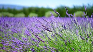 Essential Oils for Parkinson’s Disease - Dreaming Earth Inc
