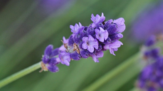 10 Uses for Lavender Essential Oil - Dreaming Earth Inc