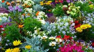 Plant Your Own Aromatherapy Garden - Dreaming Earth Inc