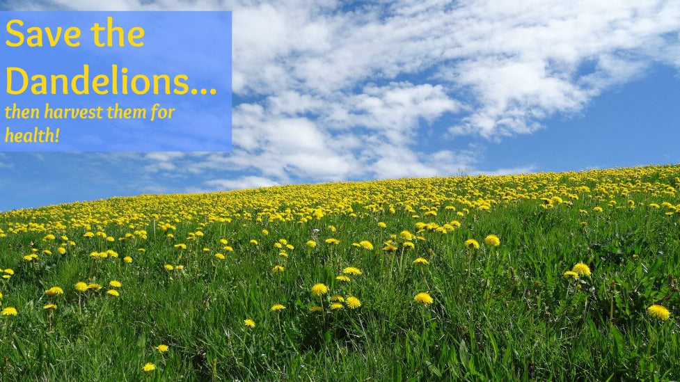 Save the Dandelions! - Dreaming Earth Inc