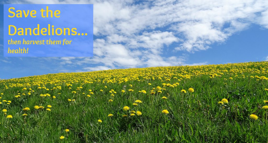 Save the Dandelions! Dreaming Earth Inc