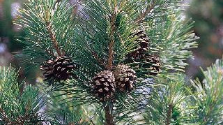Pine Needle Essential Oil - Dreaming Earth Inc