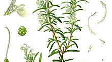 Rosemary Essential Oil Uses - Dreaming Earth Inc