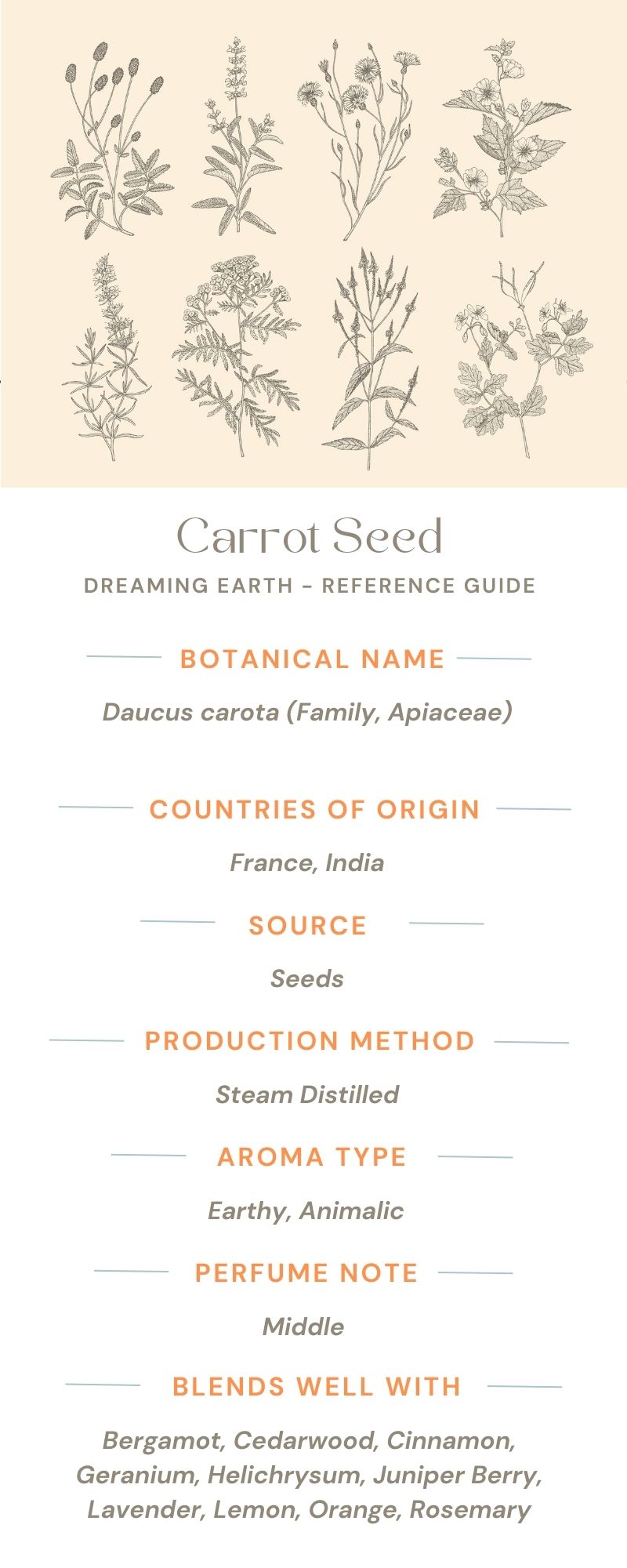 Load image into Gallery viewer, Carrot Seed Essential Oil
