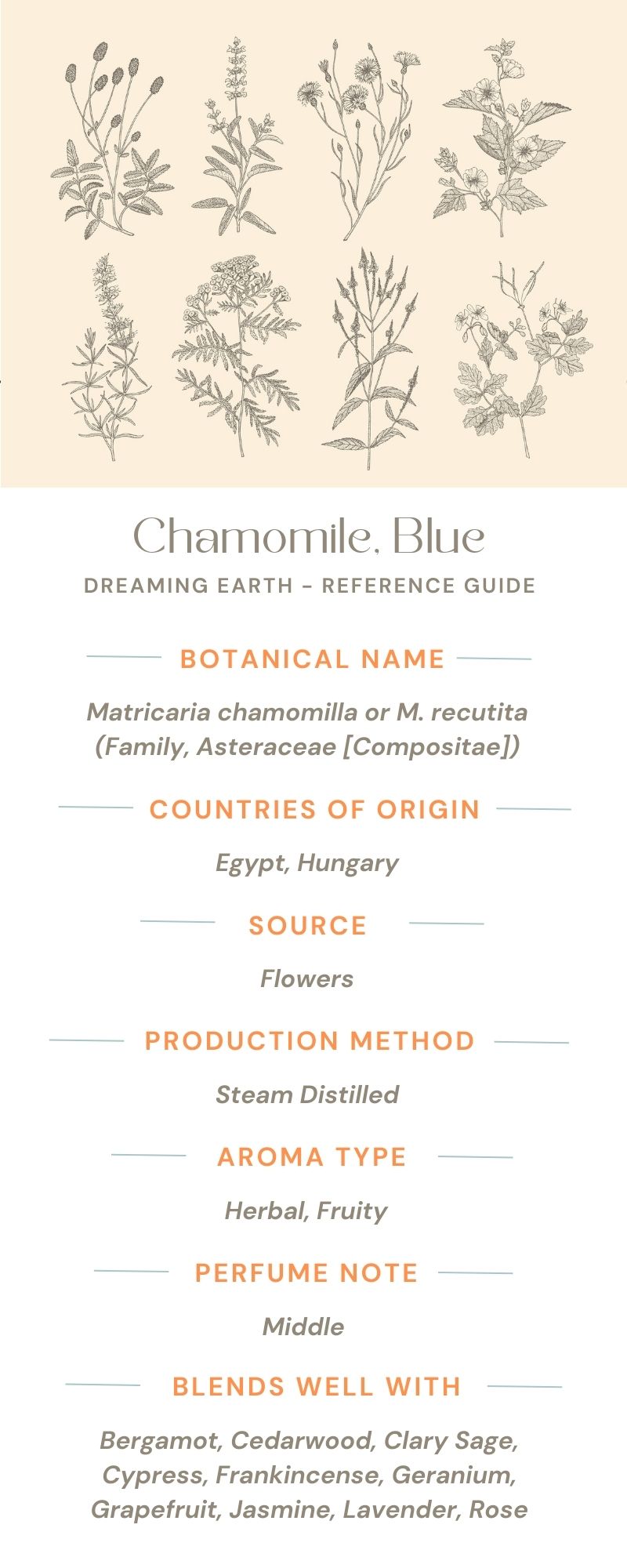 Chamomile, Blue (German) Essential Oil - Dreaming Earth Inc