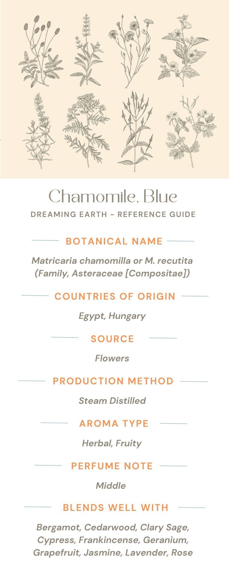 Chamomile, Blue (German) Essential Oil - Dreaming Earth Inc