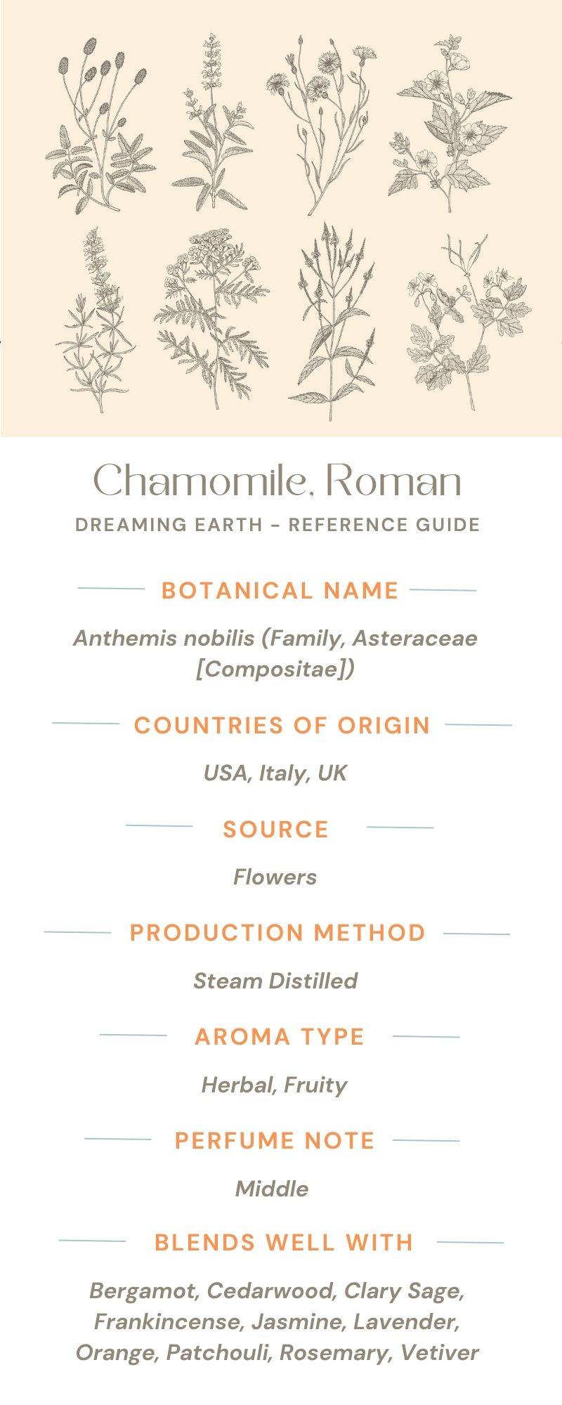 Chamomile, Roman Essential Oil - Dreaming Earth Inc