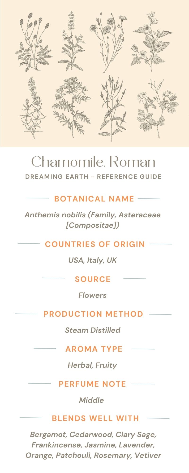 Chamomile, Roman Essential Oil - Dreaming Earth Inc