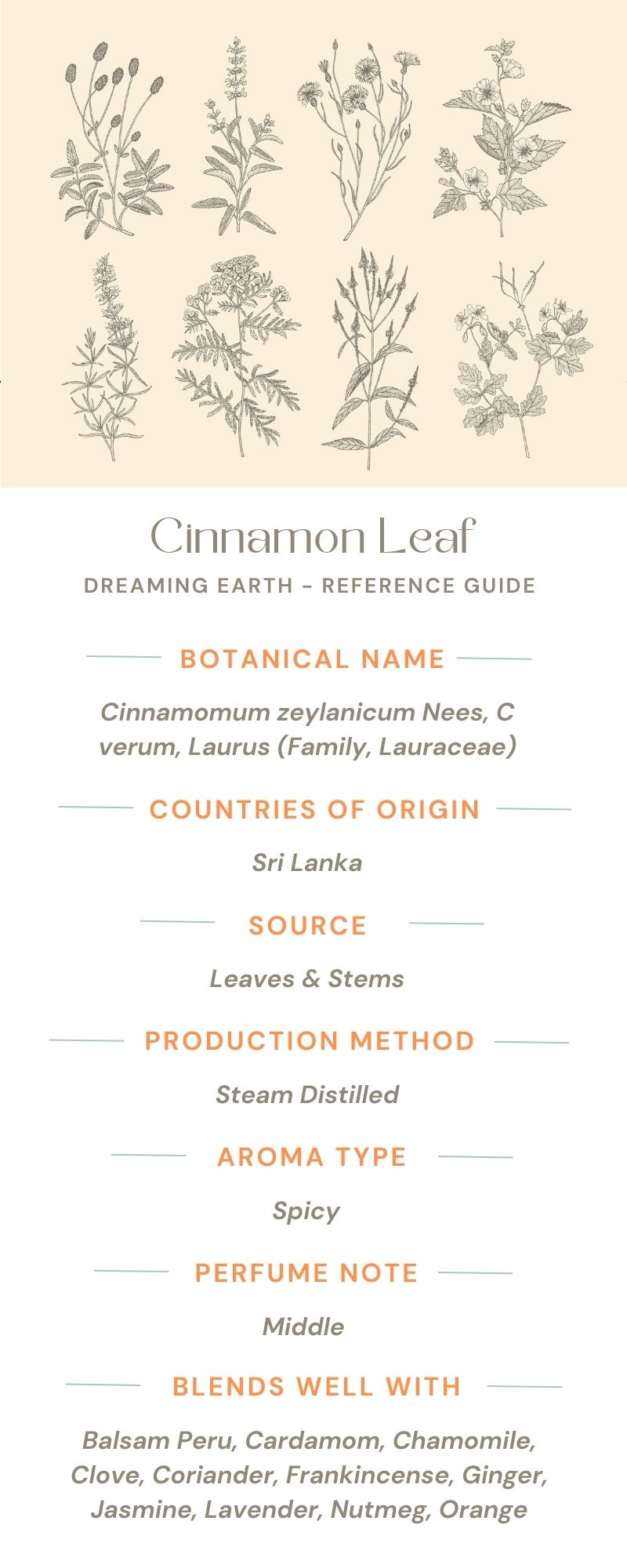 Cinnamon Leaf Organic Essential Oil - Dreaming Earth Inc