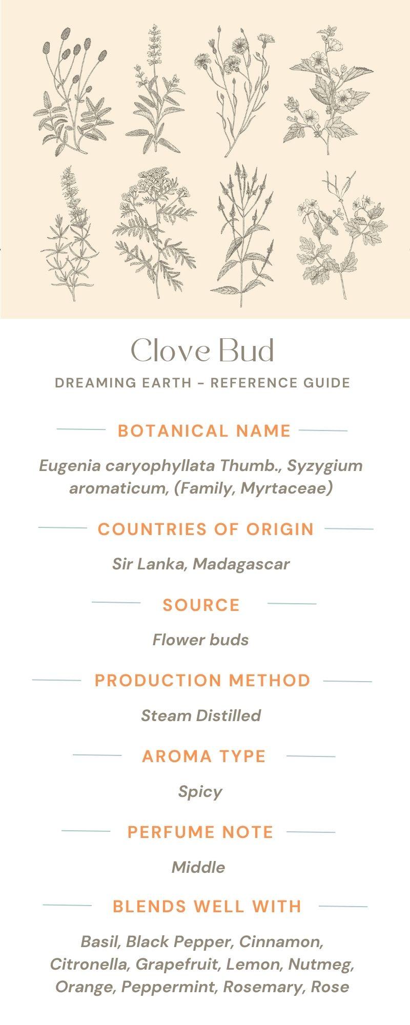 Clove Bud Organic Essential Oil - Dreaming Earth Inc