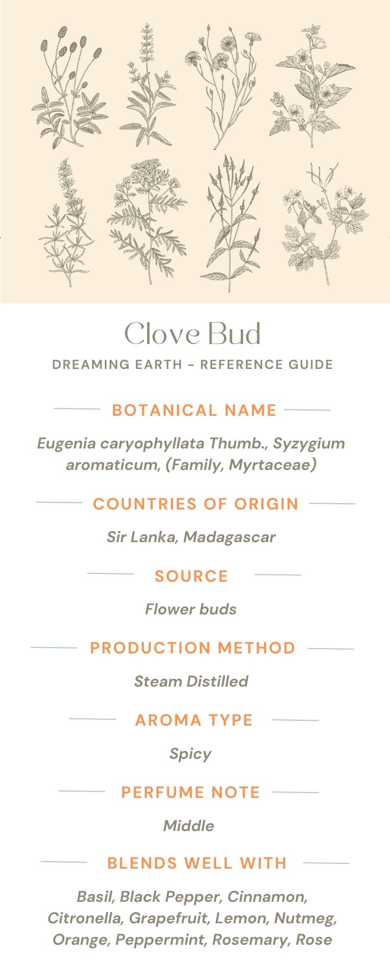 Clove Bud Organic Essential Oil - Dreaming Earth Inc