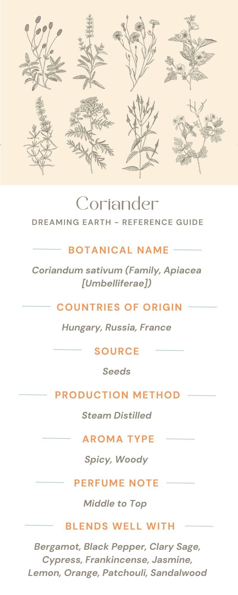 Coriander Essential Oil - Dreaming Earth Inc
