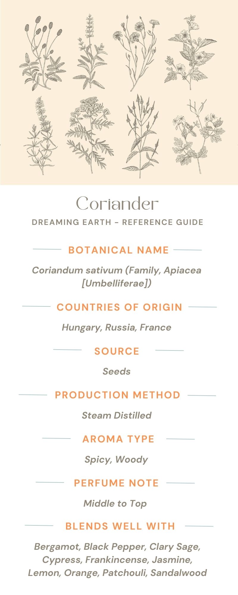 Coriander Essential Oil - Dreaming Earth Inc