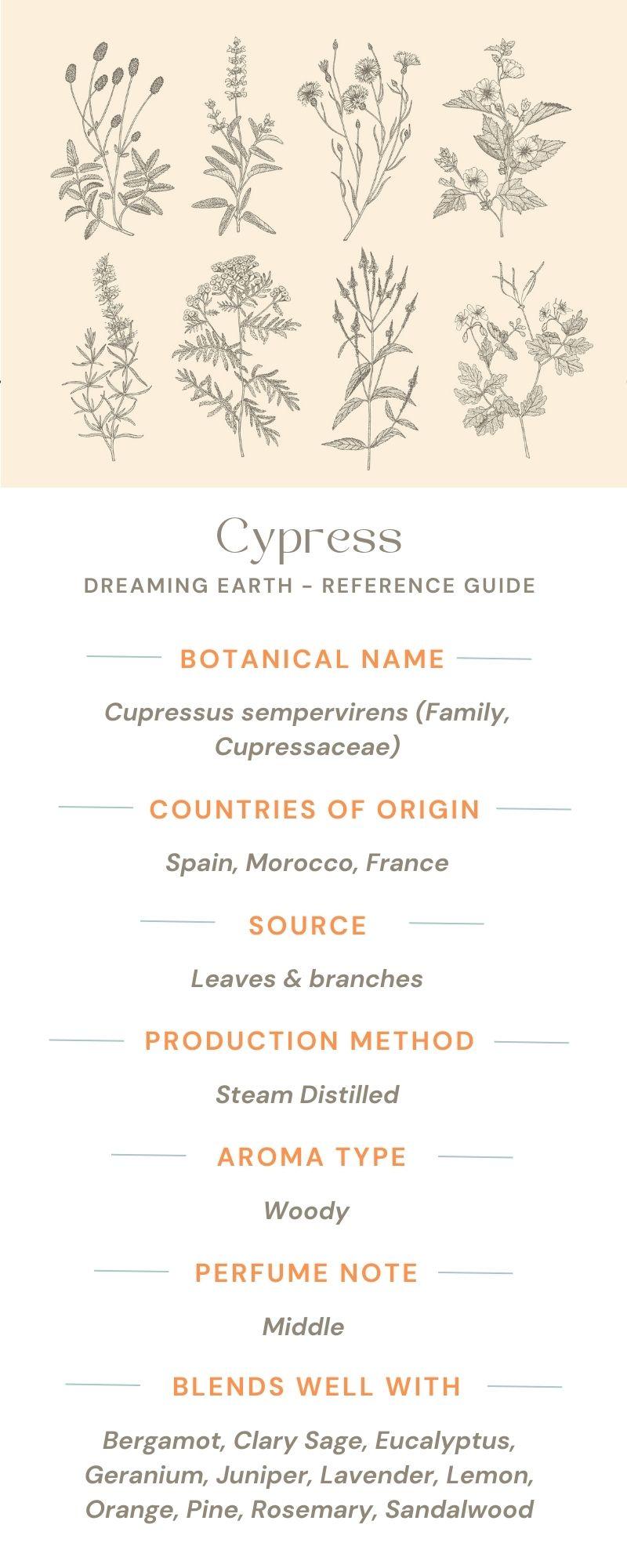 Cypress Organic Essential Oil - Dreaming Earth Inc