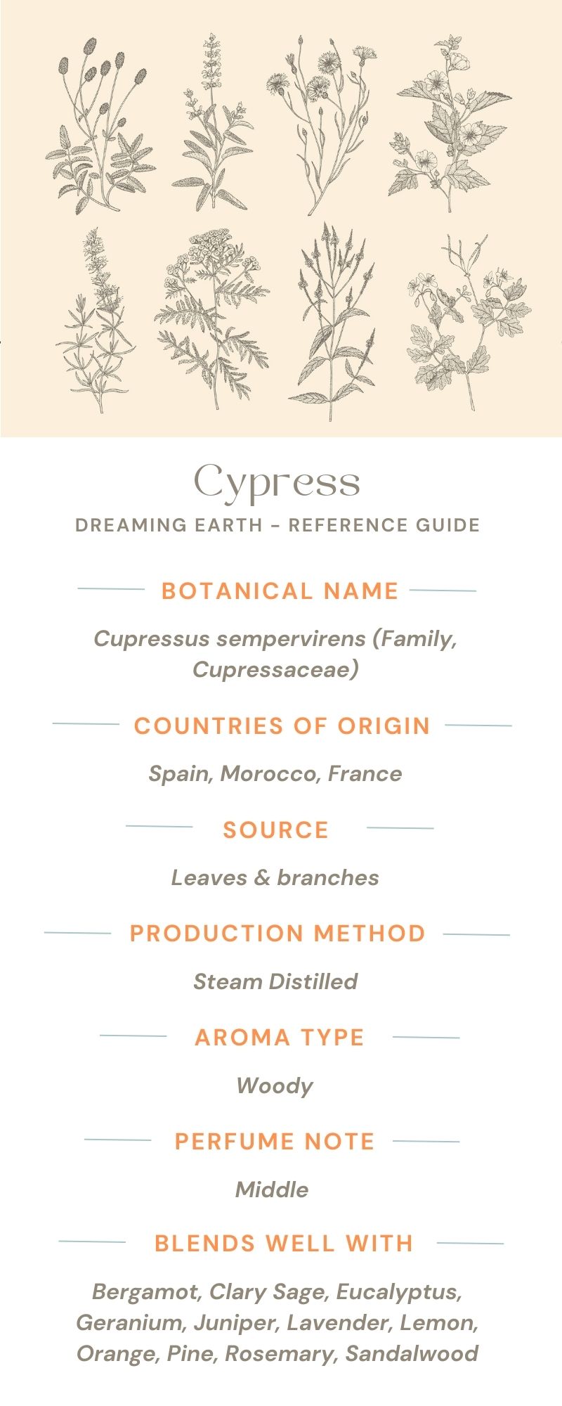 Cypress Organic Essential Oil - Dreaming Earth Inc