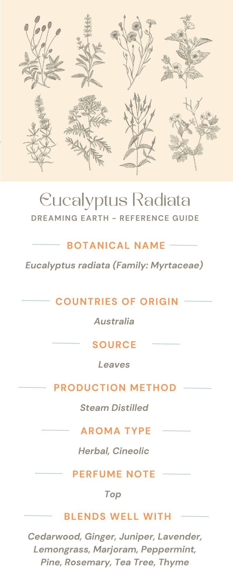 Eucalyptus Radiata Organic Essential Oil - Dreaming Earth Inc