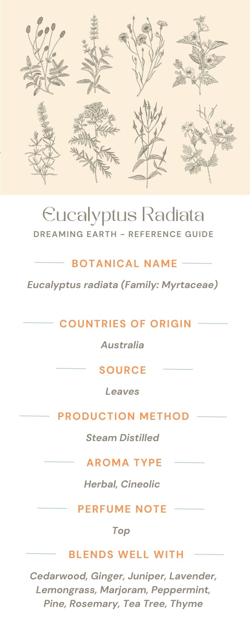 Eucalyptus Radiata Organic Essential Oil - Dreaming Earth Inc