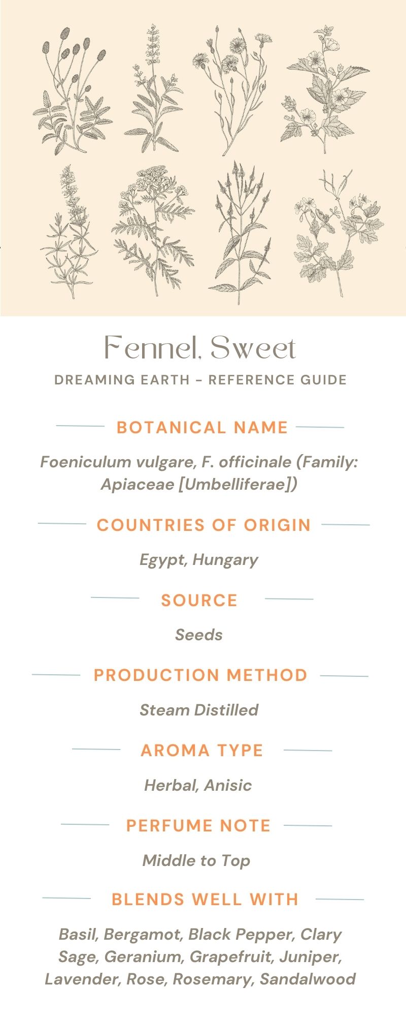 Fennel, Sweet Essential Oil - Dreaming Earth Inc