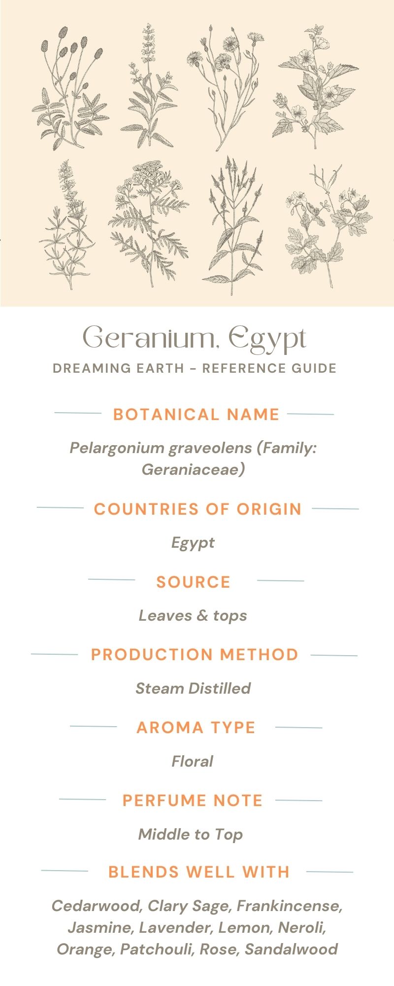 Geranium, Egypt - Organic Essential Oil - Dreaming Earth Inc