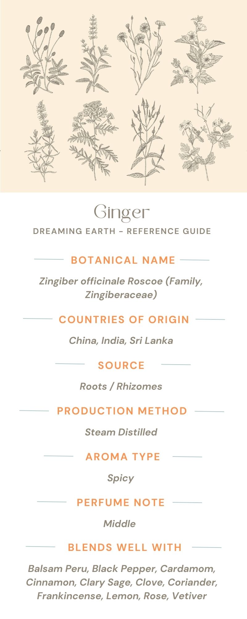 Ginger Essential Oil - Dreaming Earth Inc