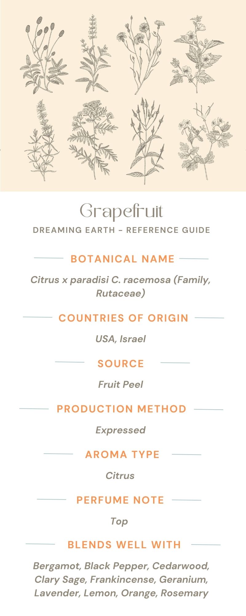 Grapefruit Essential Oil, White - Dreaming Earth Inc