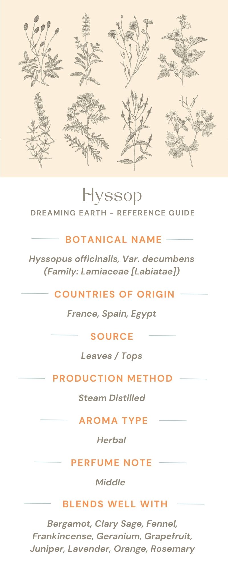 Hyssop Essential Oil - Dreaming Earth Inc