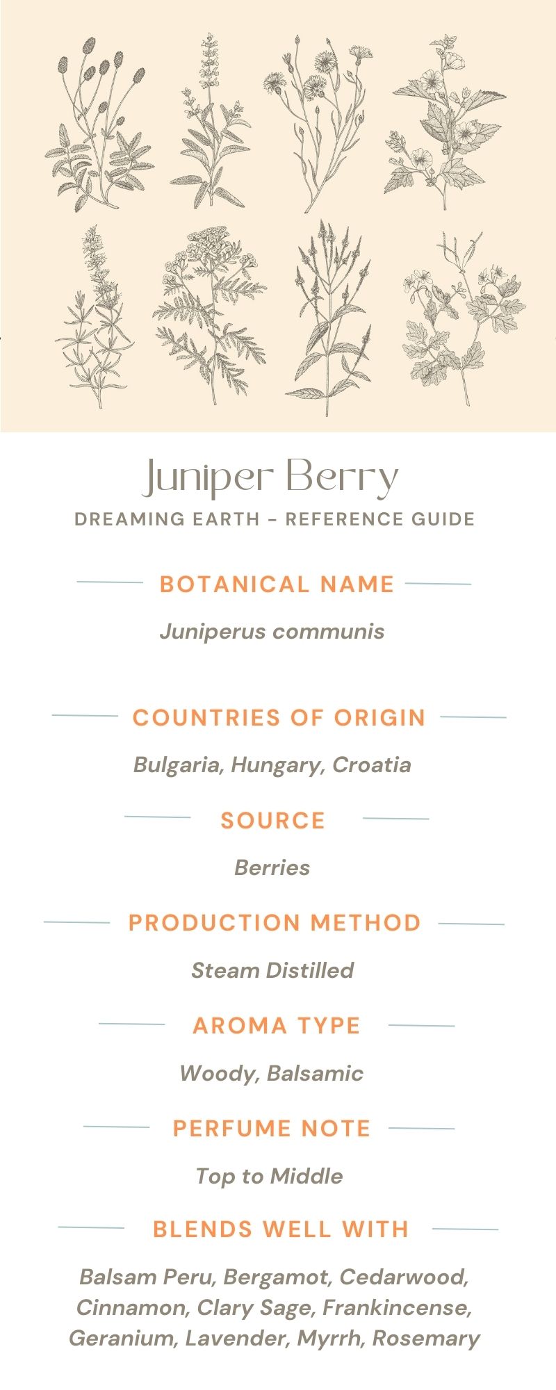 Juniper Berry Organic Essential Oil - Dreaming Earth Inc