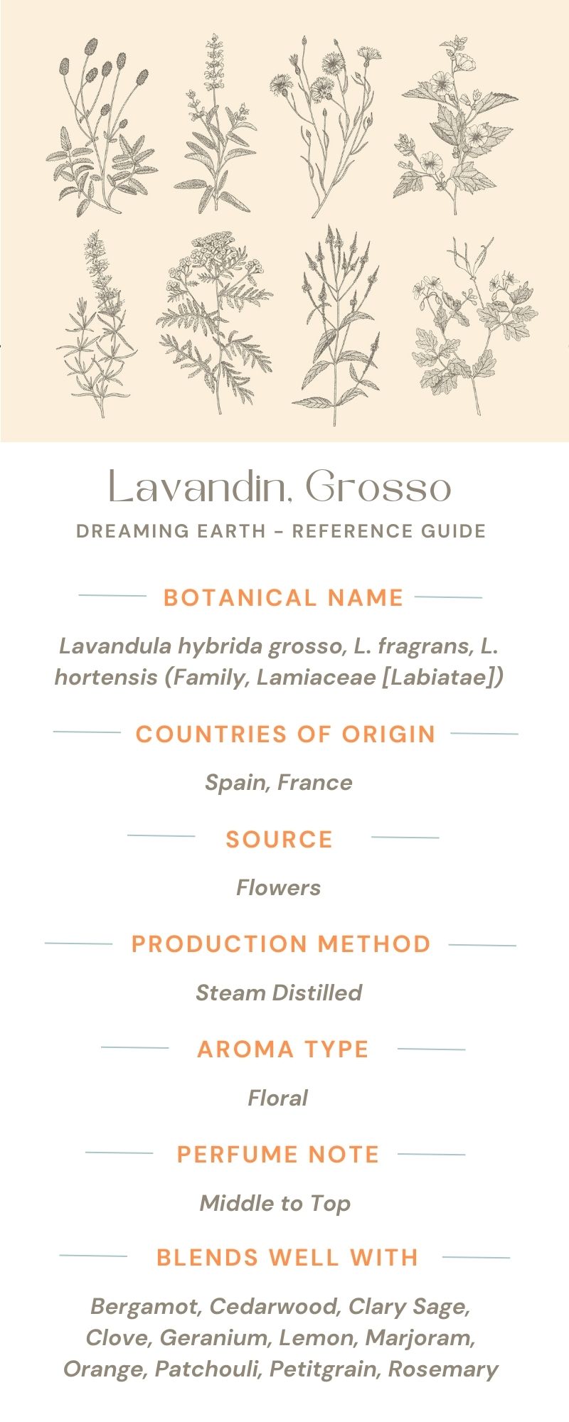 Lavandin Organic Essential Oil - Dreaming Earth Inc