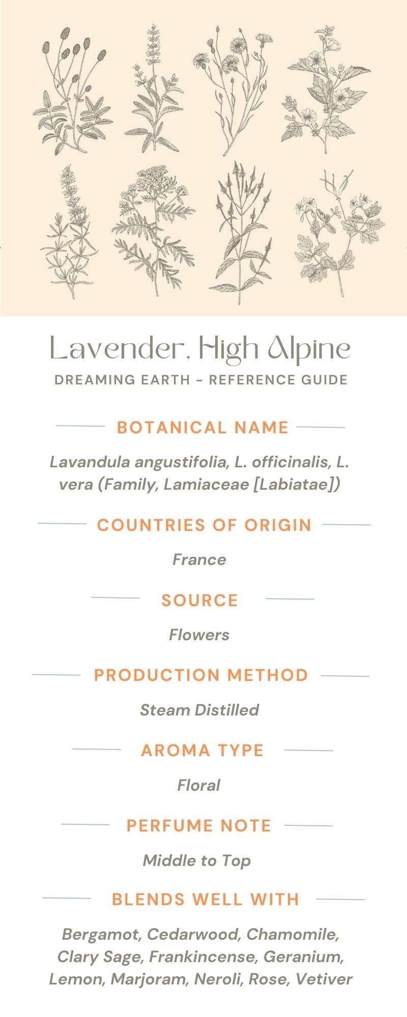 Lavender, High Alpine Essential Oil - Dreaming Earth Inc