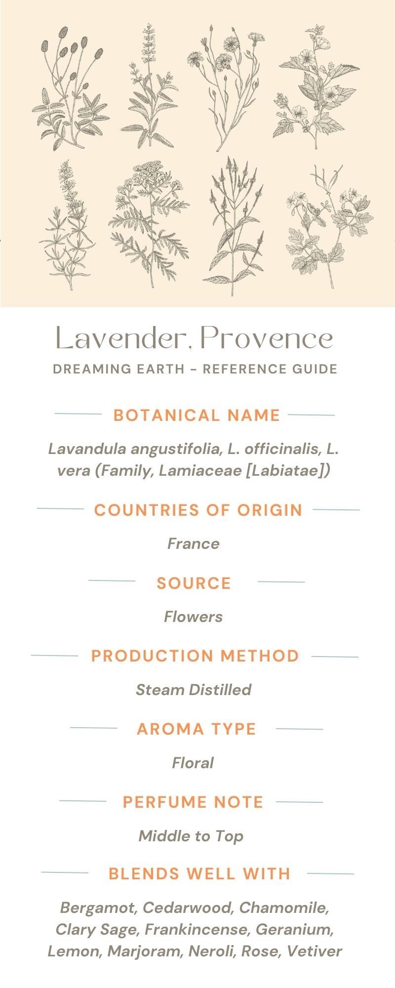 Lavender Provence - Organic Essential Oil - Dreaming Earth Inc