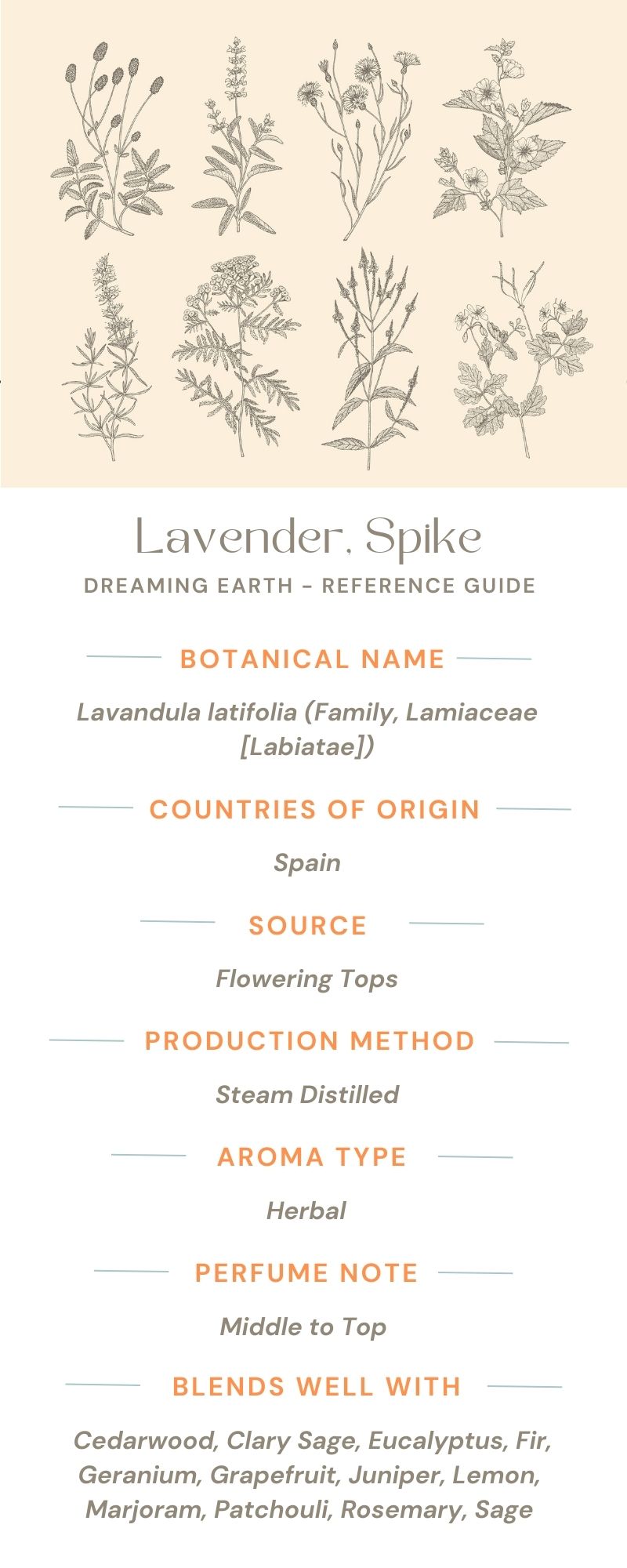 Lavender, Spike Essential Oil, Organic - Dreaming Earth Inc
