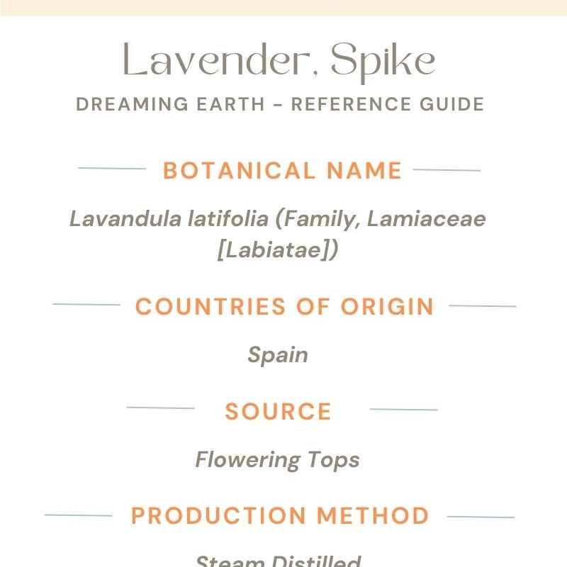 Lavender, Spike Essential Oil, Organic - Dreaming Earth Inc