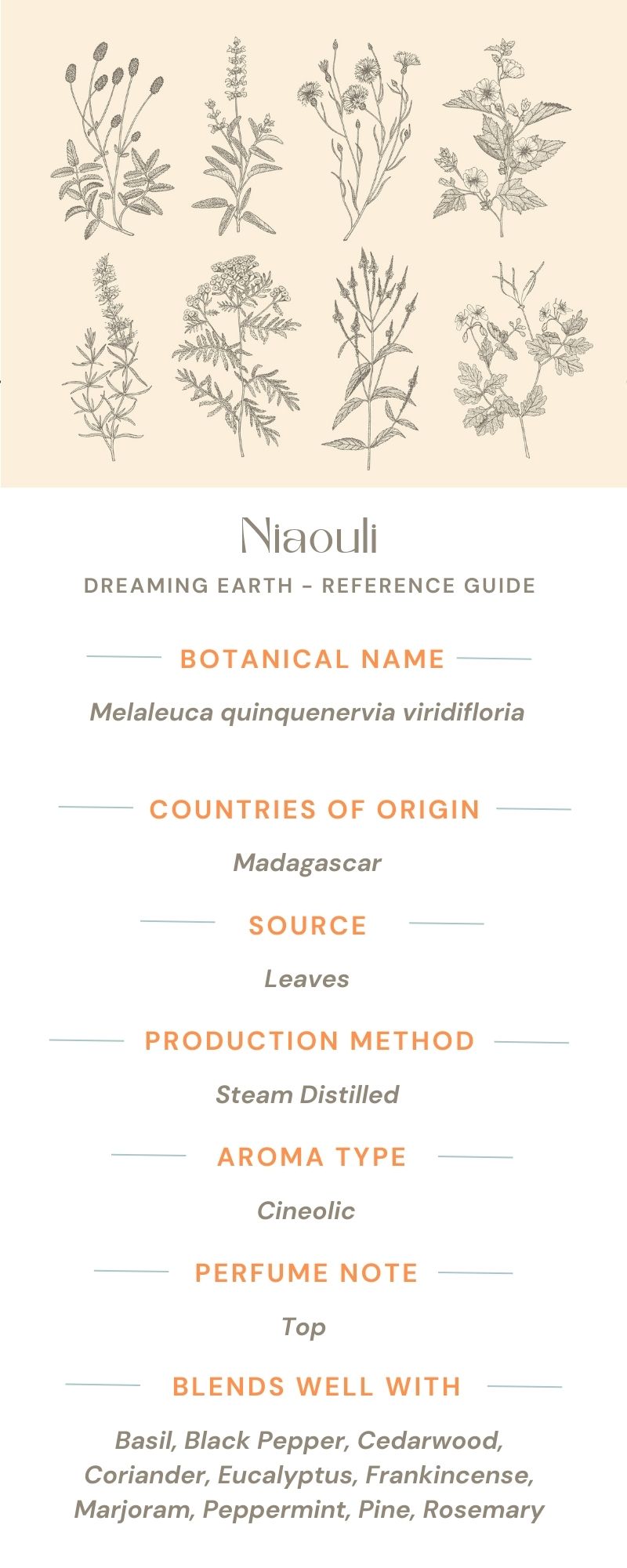 Niaouli Essential Oil - Dreaming Earth Inc