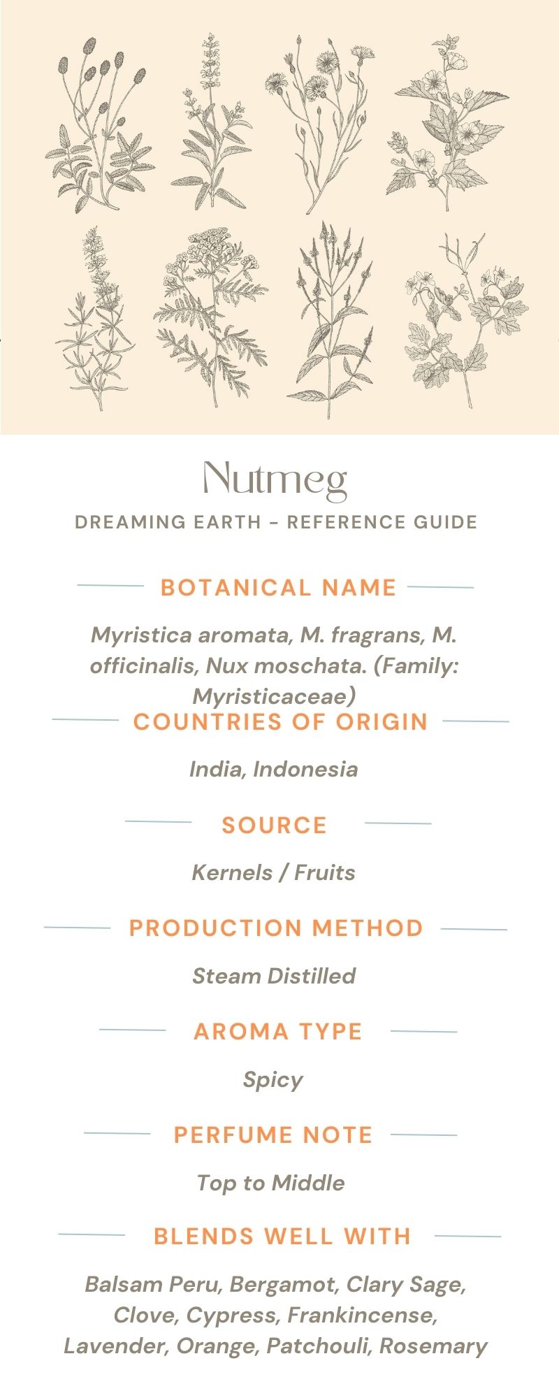 Nutmeg Essential Oil - Dreaming Earth Inc