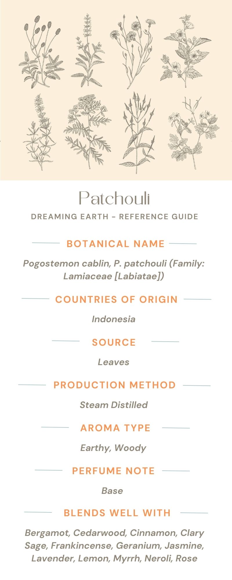 Patchouli Organic Essential Oil - Dreaming Earth Inc