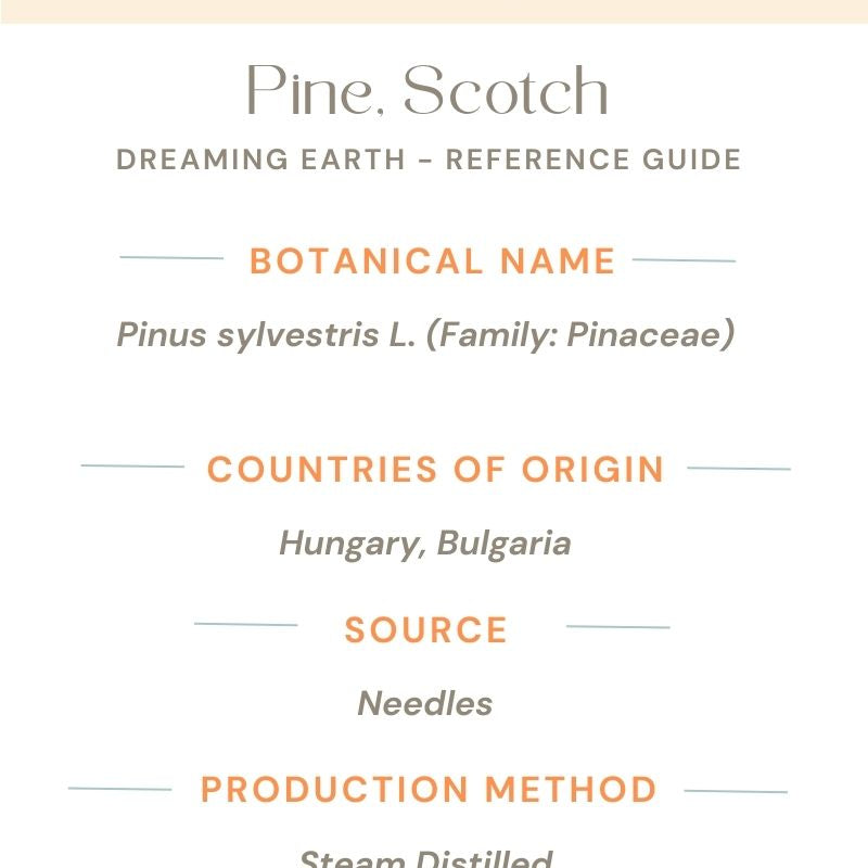 Pine Needle Essential Oil (Scotch Pine) - Dreaming Earth Inc