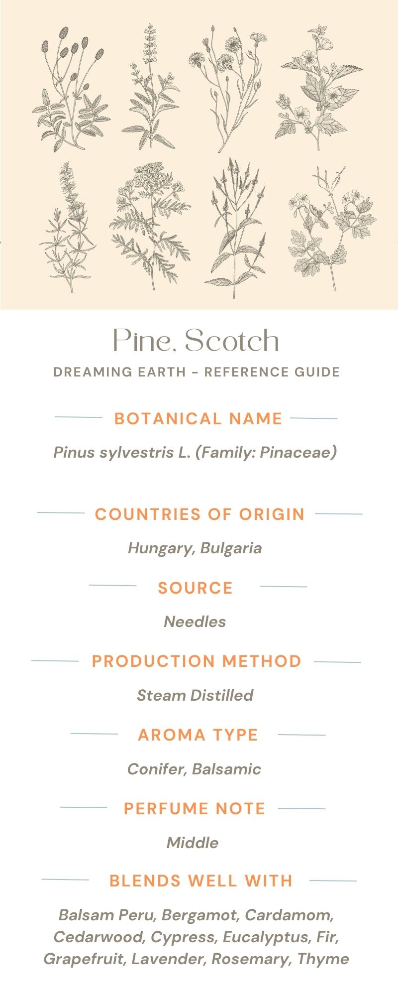 Pine Needle Essential Oil (Scotch Pine) - Dreaming Earth Inc