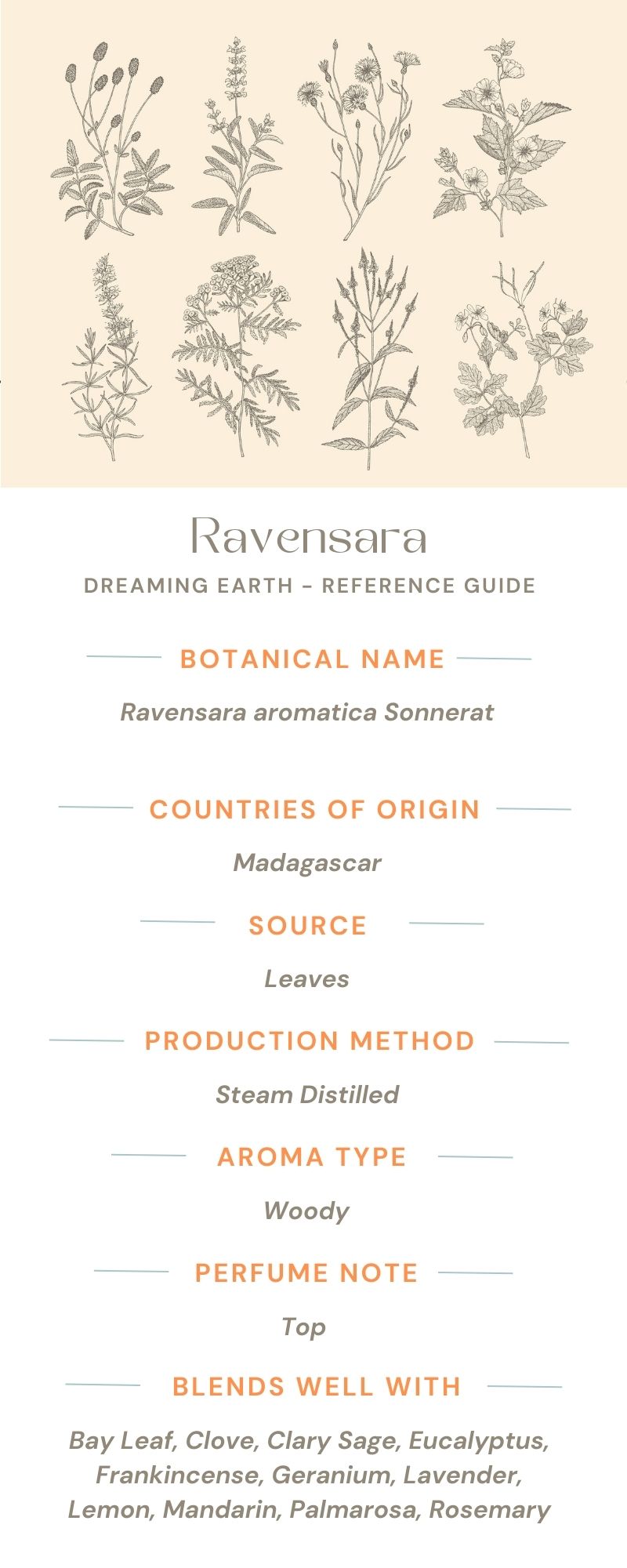 Ravensara Essential Oil - Dreaming Earth Inc