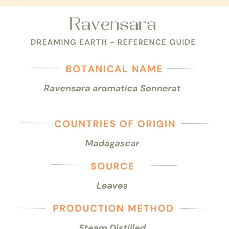 Ravensara Essential Oil - Dreaming Earth Inc