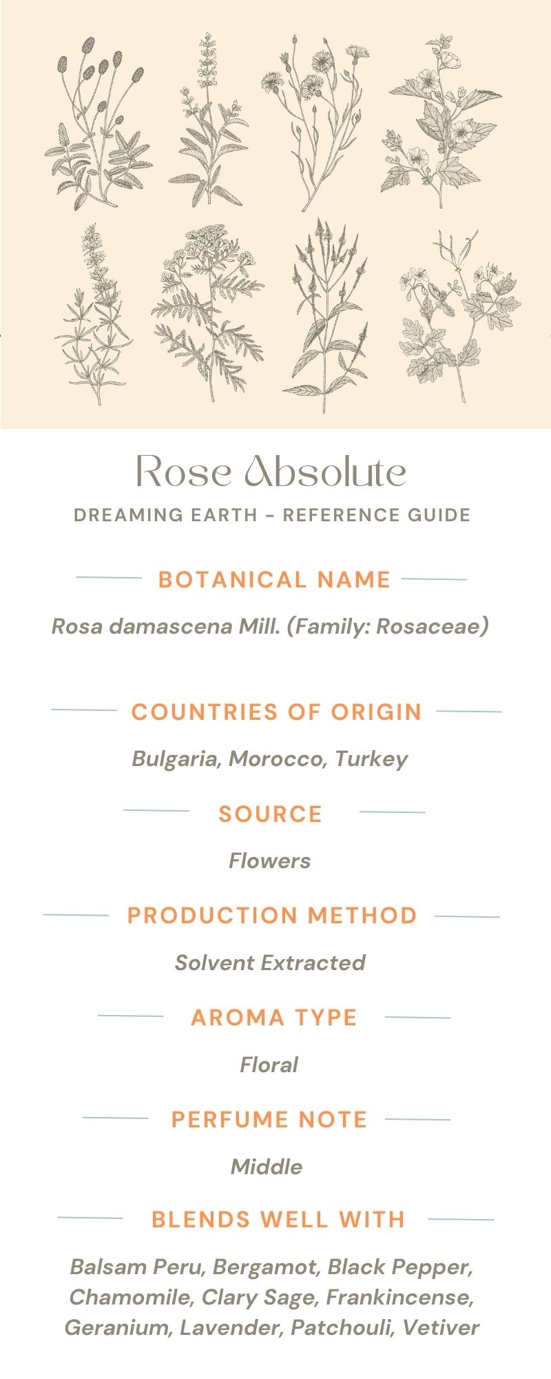 Rose Absolute (Maroc) Essential Oil - Dreaming Earth Inc