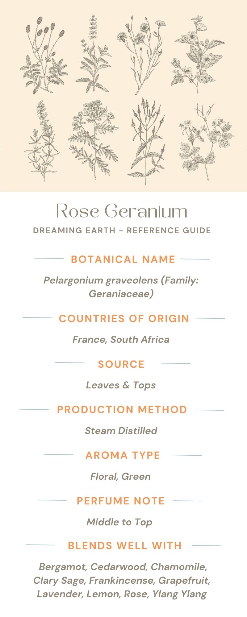 Rose Geranium Essential Oil - Dreaming Earth Inc